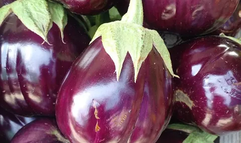تصویر 2 از خرید و قیمت بادمجان دلمه ای بنفش + فروش عمده